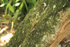Anolis ignigularis