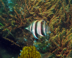 Chelmonops truncatus