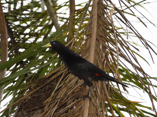 Rotbürzelkassike (Cacicus haemorrhous)