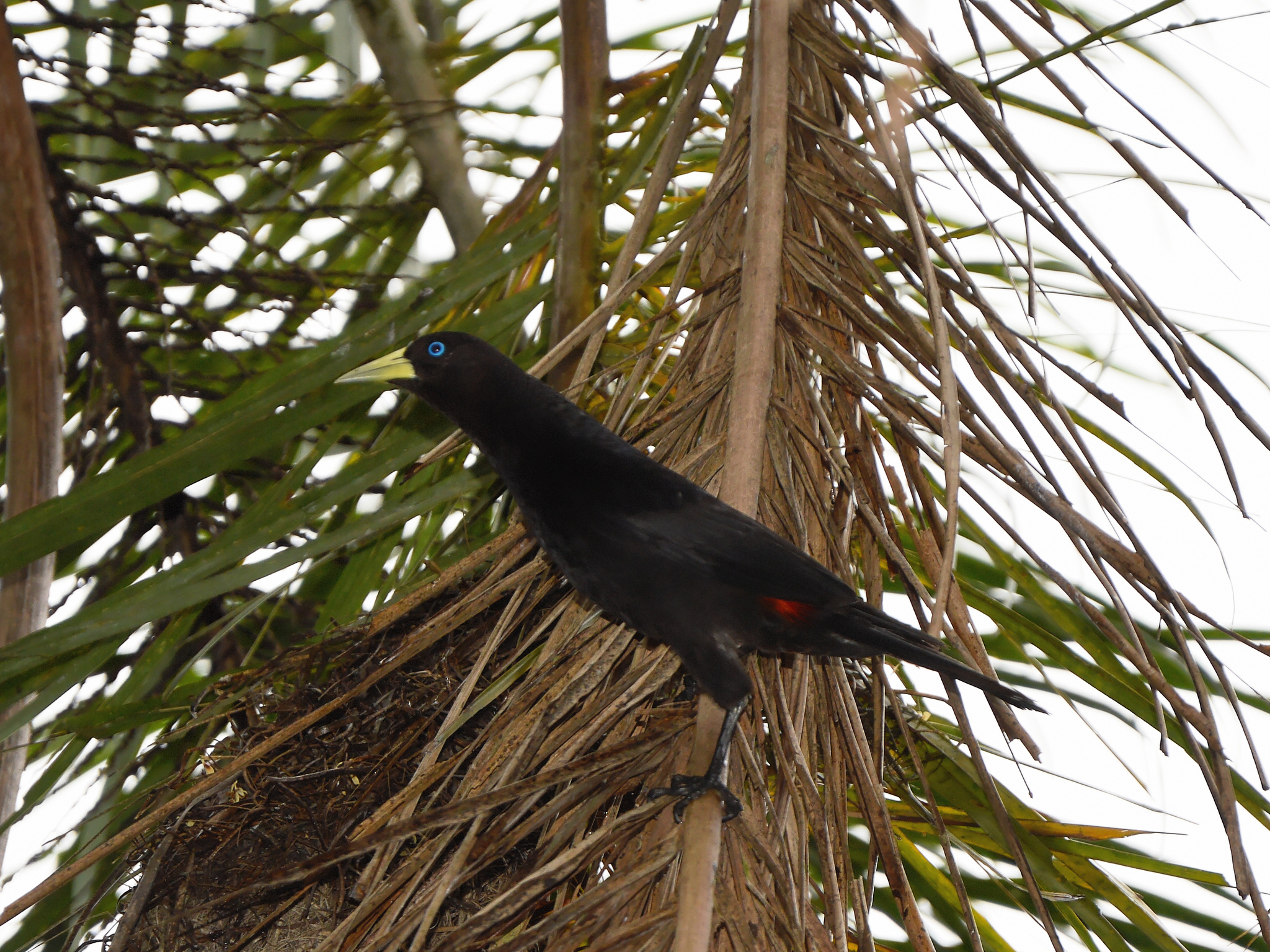 Red-rumped Cacique (Cacicus haemorrhous)