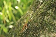 Anolis ignigularis