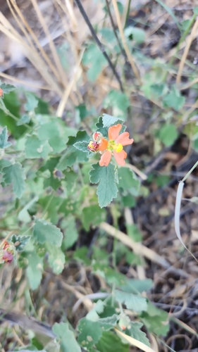 Sphaeralcea incana, photograph 1