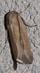 Leucania phragmitidicola