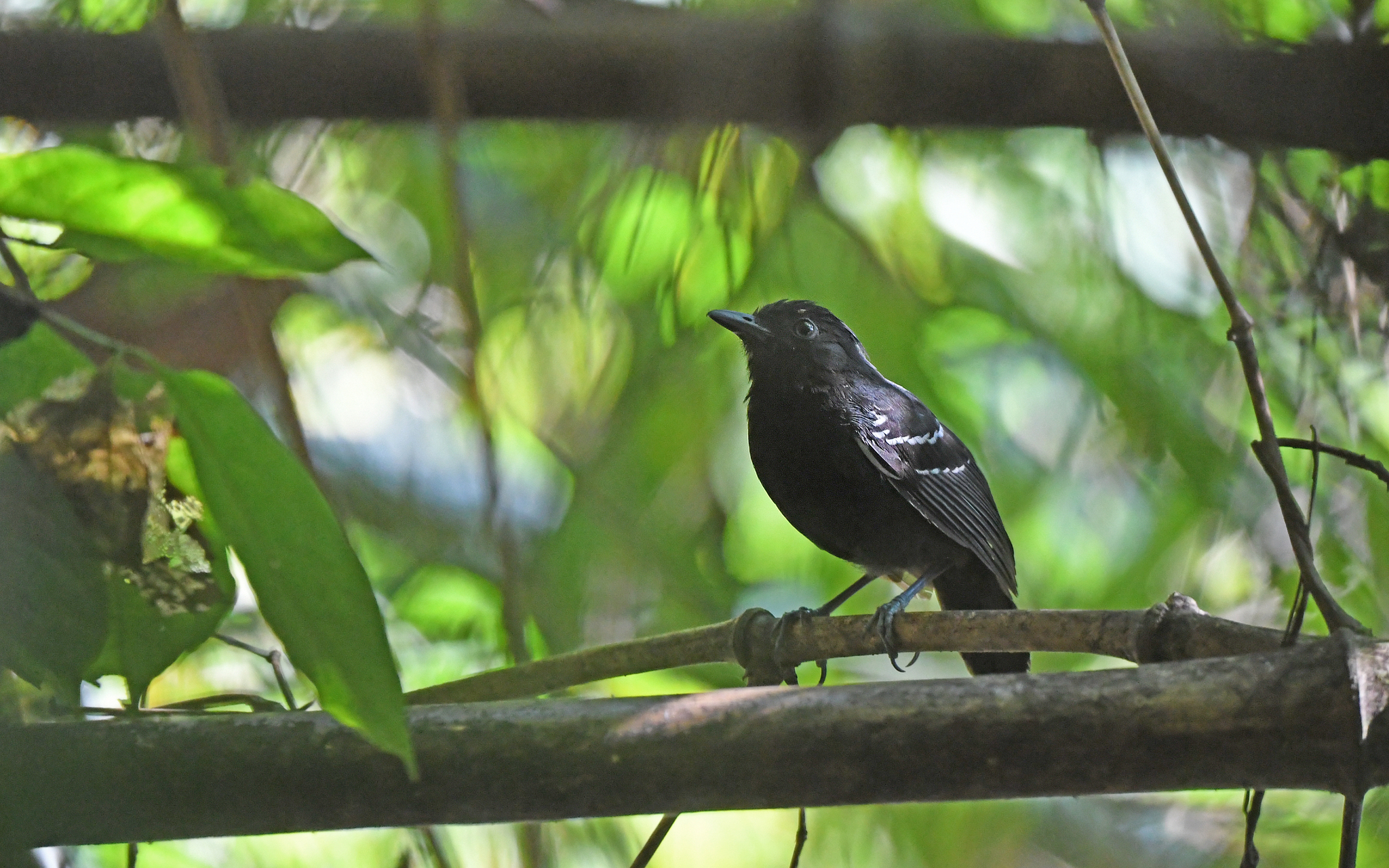 White-lined Antbird illustration