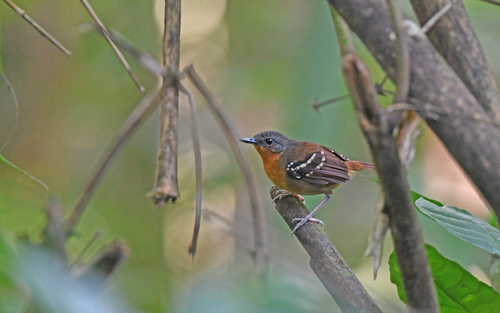 Southern Chestnut-tailed Antbird (Sciaphylax hemimelaena), photo 2