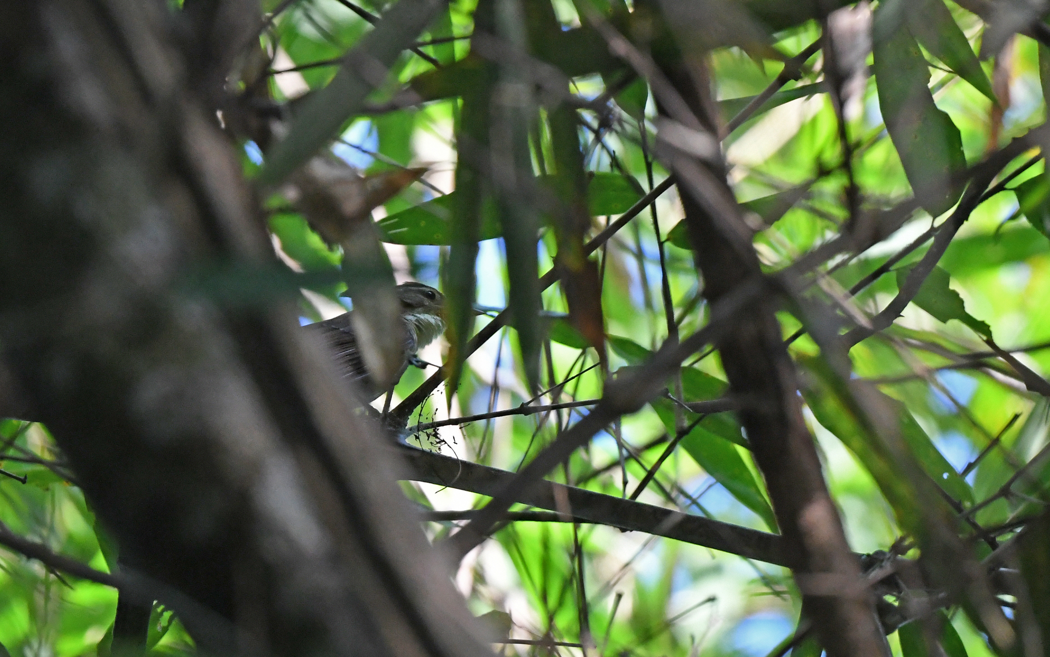 Bamboo Foliage-gleaner (Anabazenops dorsalis), photo 1