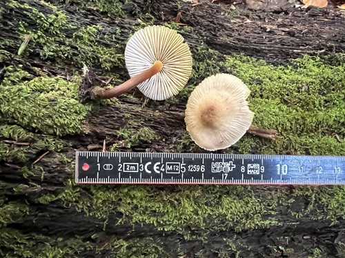 Mycena inclinata
