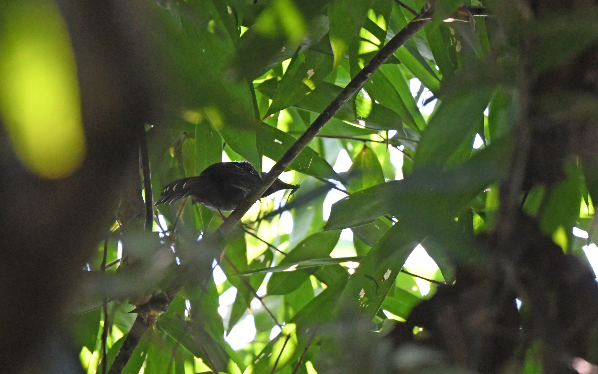 Manu Antbird (Cercomacra manu), photo 1