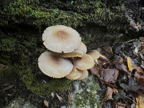 Mycena inclinata (Photo 2 of 5)