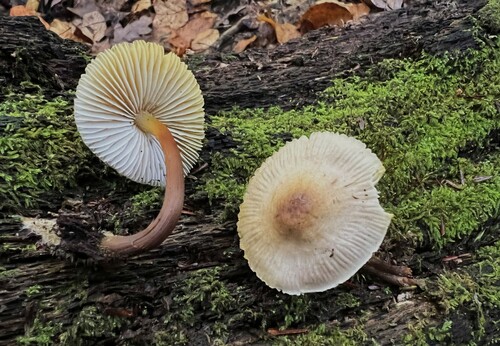 Mycena inclinata (Photo 3 of 5)