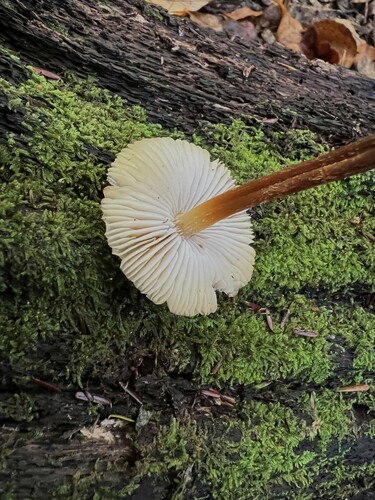 Mycena inclinata (Photo 4 of 5)