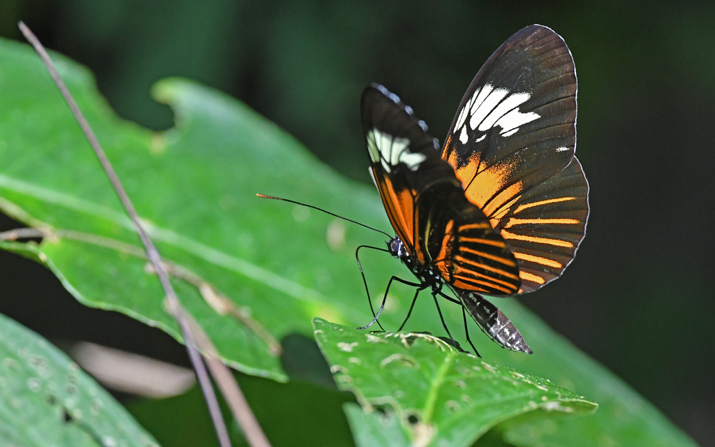Heliconius elevatus