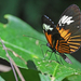 Heliconius elevatus lapis - Photo (c) Christoph Moning, μερικά δικαιώματα διατηρούνται (CC BY), uploaded by Christoph Moning