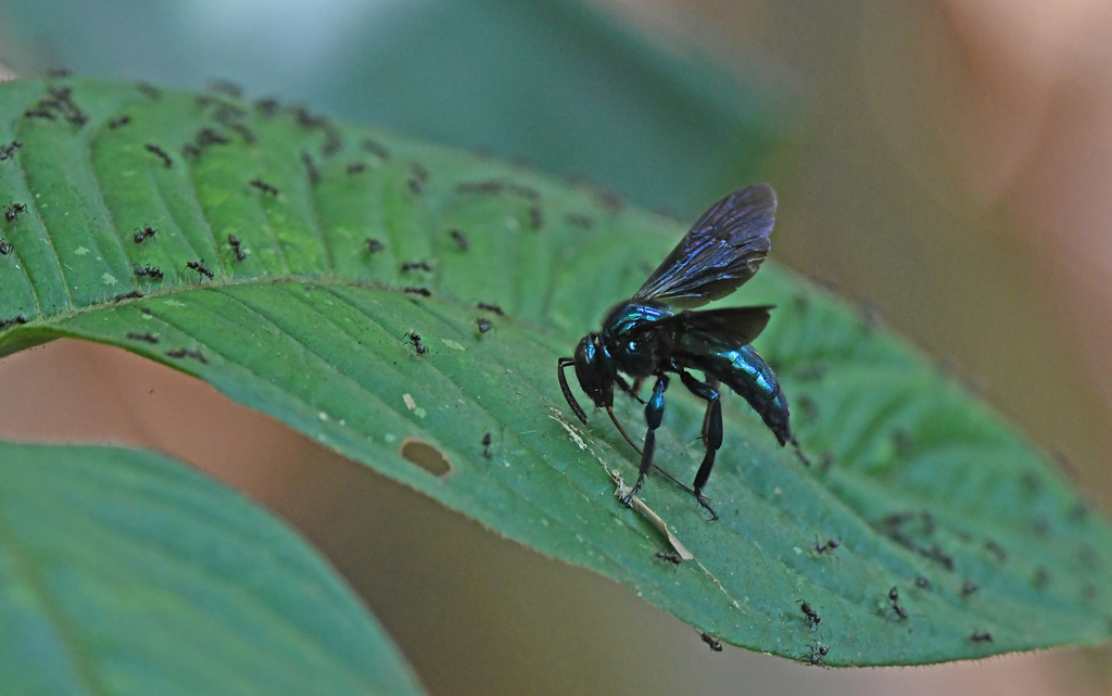 Cerulean Cuckoo-Orchid Bee