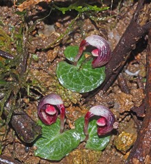 Corybas abellianus