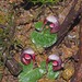 Nodding Helmet Orchid - Photo (c) Linda Rogan EntSocVic, some rights reserved (CC BY-NC), uploaded by Linda Rogan EntSocVic