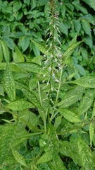Lysimachia decurrens