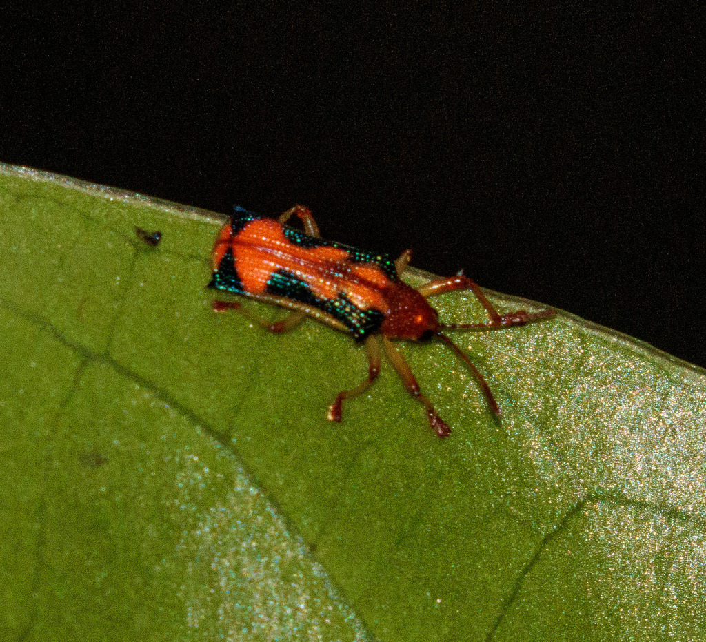 Sceloenopla bahiana
