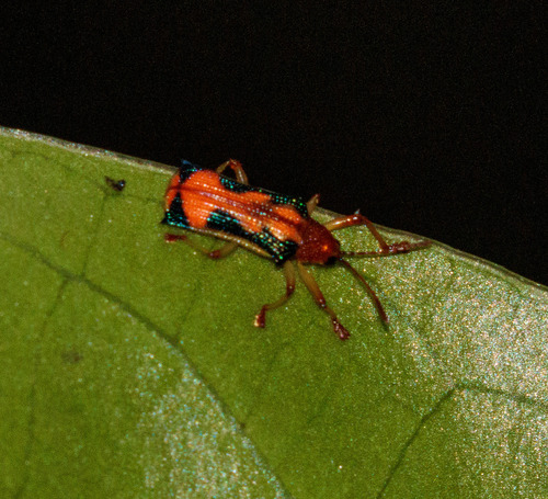 Sceloenopla bahiana