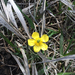 Utah Buttercup - Photo (c) g_phelan, some rights reserved (CC BY-NC), uploaded by g_phelan