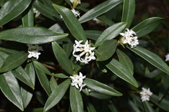 Daphne papyracea