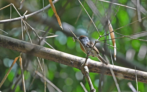 Rufous-capped Nunlet (Nonnula ruficapilla), photo 9