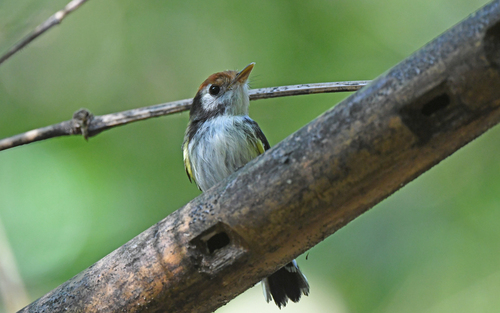 White-cheeked Tody-Flycatcher (Poecilotriccus albifacies), photo 8