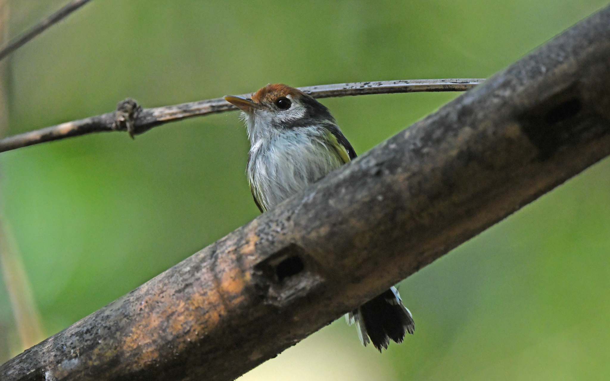 White-cheeked Tody-Flycatcher (Poecilotriccus albifacies), photo 3