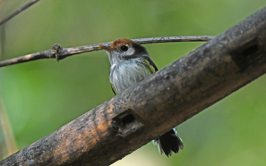 White-cheeked Tody-Flycatcher photo