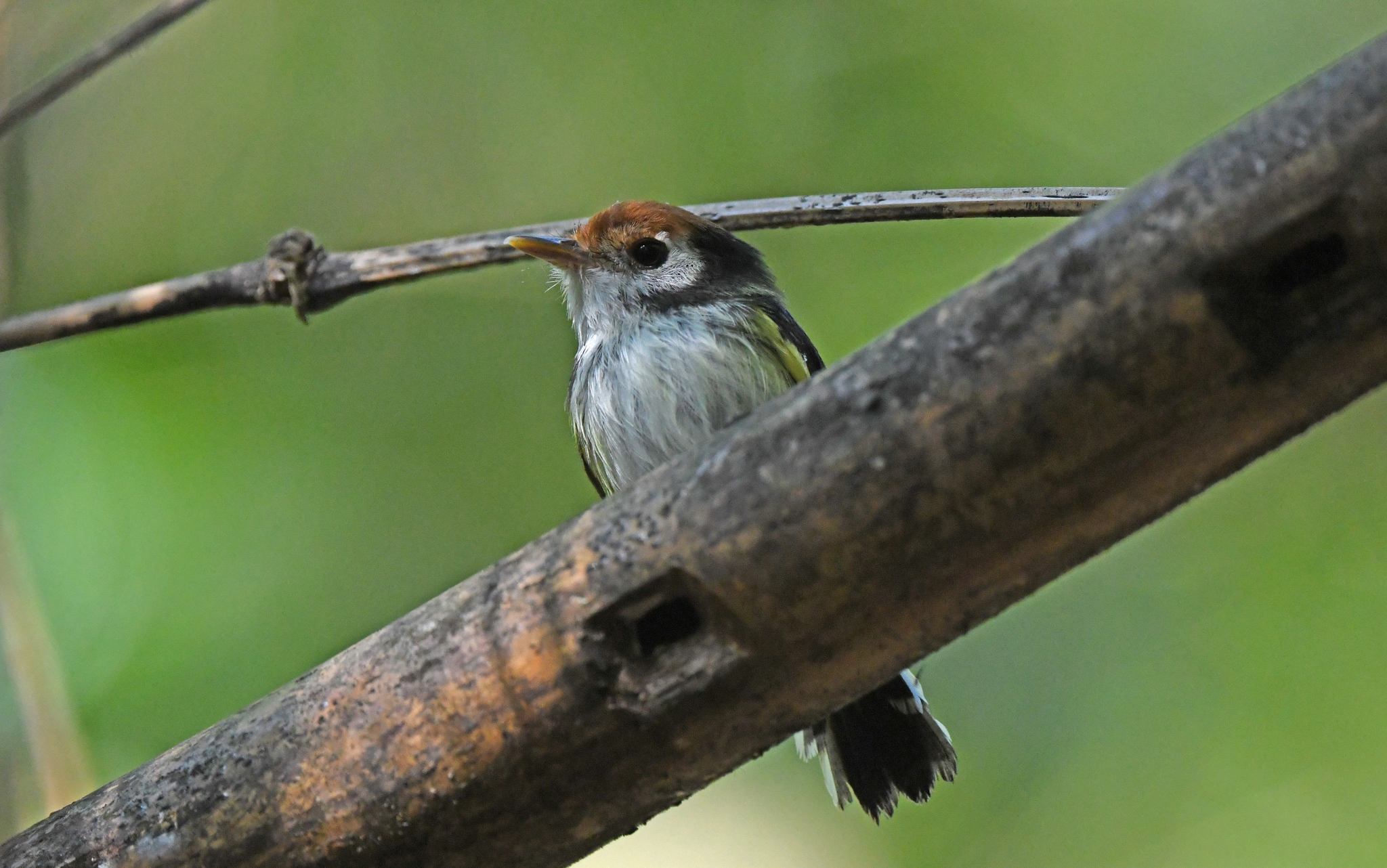White-cheeked Tody-Flycatcher (Poecilotriccus albifacies), photo 4