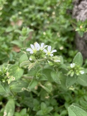 Cerastium glomeratum