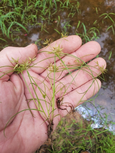 Cyperus humilis, 2023-10-10
