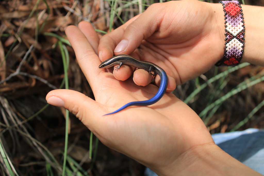 Mountain Skink