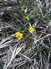 Ranunculus jovis