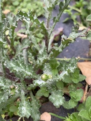 Senecio vulgaris