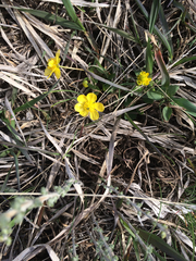 Ranunculus jovis