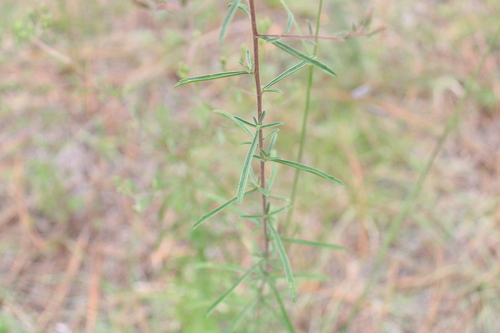 Image of Stevia viscida by (c) Ricardo Betancourt Sánchez, some rights reserved (CC BY)