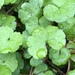 Waxweed Pennywort - Photo (c) Nathan Odgers, some rights reserved (CC BY), uploaded by Nathan Odgers
