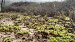 Chorizanthe procumbens