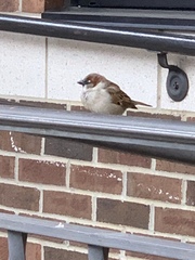 Passer domesticus