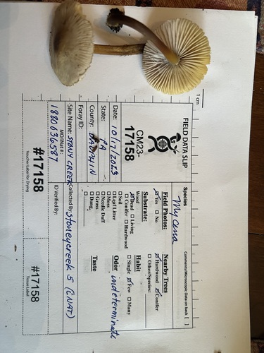 Mycena inclinata (Photo 5 of 5)