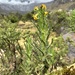 Senecio ayapatensis - Photo (c) Riley Fortier, some rights reserved (CC BY-NC), uploaded by Riley Fortier