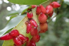 Daphnephila taiwanensis