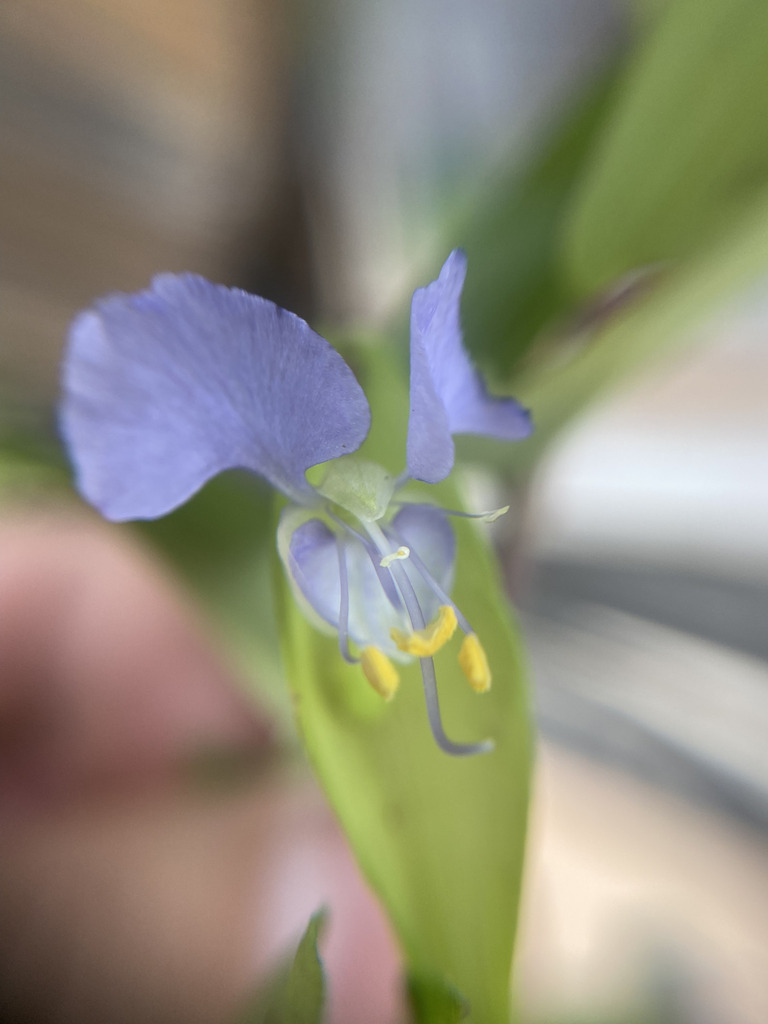 Smooth-fruited Dayflower