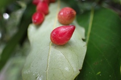Daphnephila taiwanensis