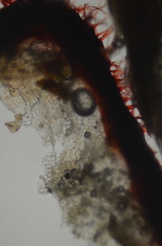 Image of Heterogemma laxa by no rights reserved