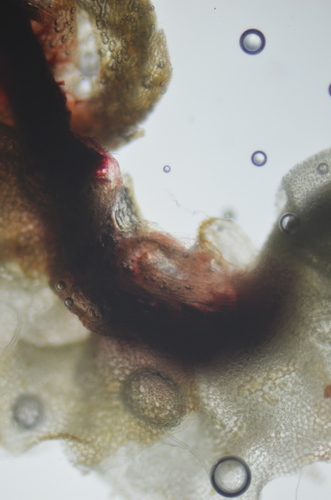 Image of Heterogemma laxa by no rights reserved