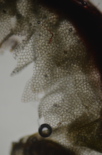 Image of Heterogemma laxa by no rights reserved