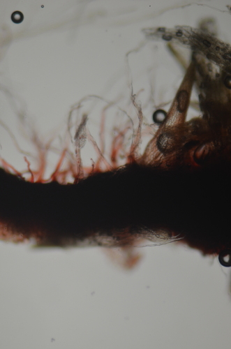 Image of Heterogemma laxa by no rights reserved