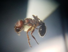 Veromessor chicoensis